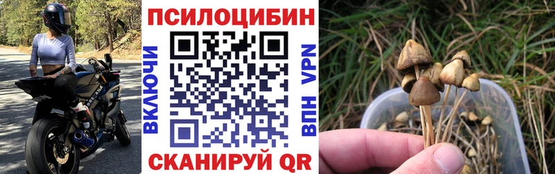 дарнет шоп ссылка на мегу зеркало Галлюциногенные грибы мицелий Менделеевск